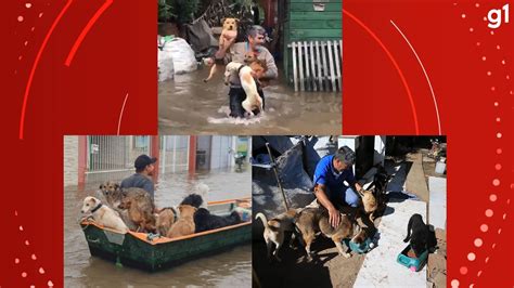 Voltam Para Casa Cachorros Resgatados De Barco Durante Enchente Em