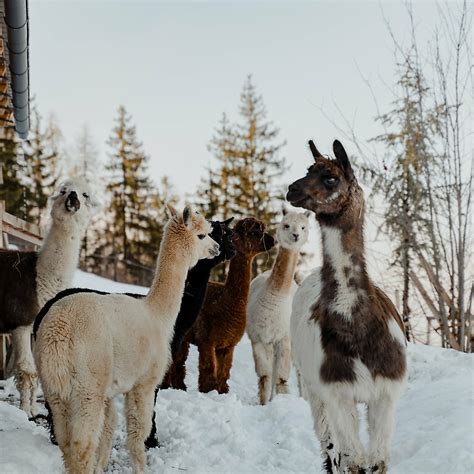 Alpacas And Llamas