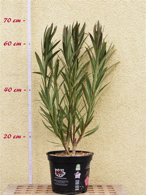 Oleander Loulou Nerium Oleander Gr E C Oleandershop