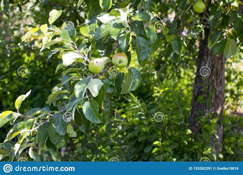 Las Manzanas Maduran En El Rbol Imagen De Archivo Imagen De Cielo