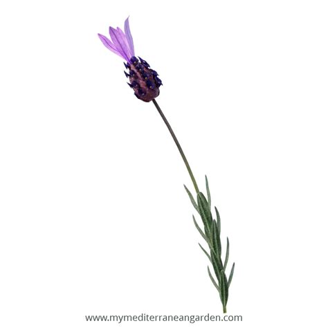 Lavandula Stoechas Spanish Lavender