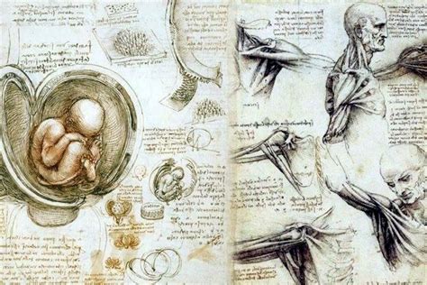 Ennegrecer Oficina Postal Vagabundo Dibujos Anatomicos Da Vinci