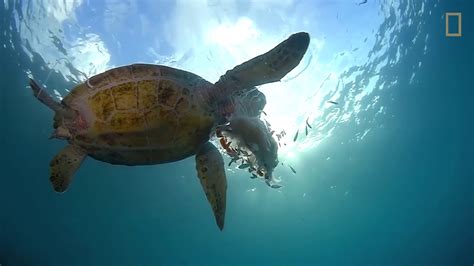 See A Sea Turtle Devour A Jellyfish Like Spaghetti National Geographi