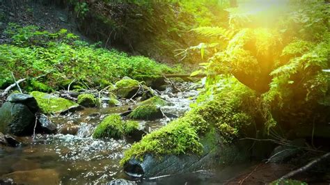 Morning In Dense Forest Peaceful Water Stream Sounds 10 Hours White