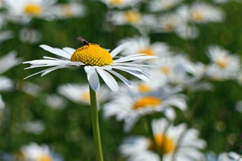 Free Images Nature Grass Blossom White Field Meadow Grain