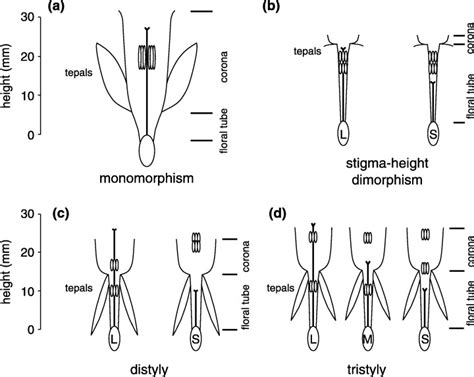 Schematic Examples Of The Four Principal Stylar Conditions In