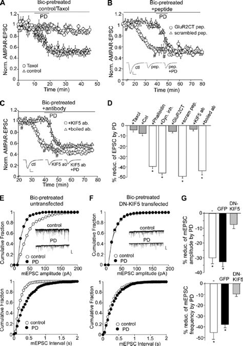 D 4 Induced Synaptic Depression In High Activity PFC Pyramidal Neurons