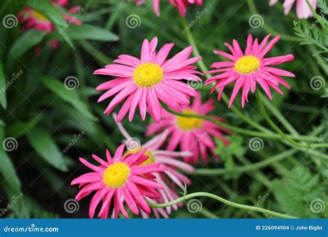 Painted Daisy Flower Royalty Free Stock Image Cartoondealer