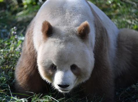 VIDEO Un panda uriaș extrem de rar a fost filmat în nord estul Chinei