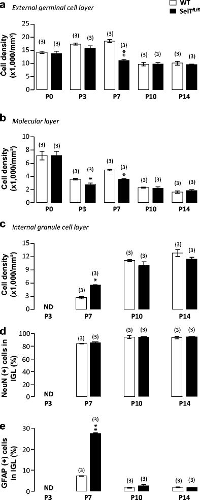 Selt Deficiency Affects The Temporal Sequence Of Cerebellar Cortex