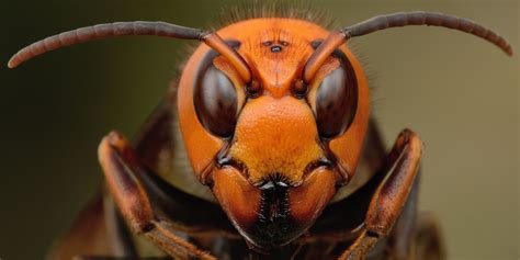 THE ASIAN GIANT HORNET (VESPA MANDARINIA) - Imgur | Asian giant hornet ...