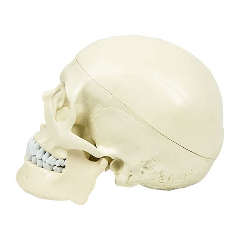 Life Size Anatomical Deluxe Human Skull Model Medical Skeleton Anatomy