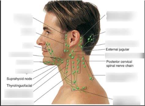 Diagram Of Lymphatics Quizlet