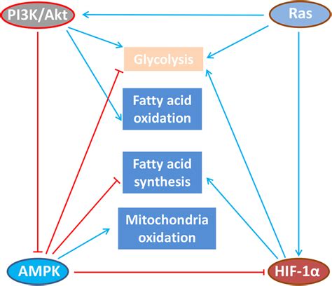 Cross Regulation Of Immunometabolic Signaling Pathways In T Cell Under