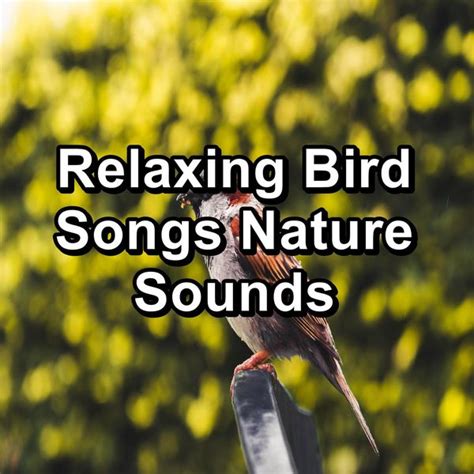 Relaxing Bird Songs Nature Sounds Calming Bird Sounds Qobuz