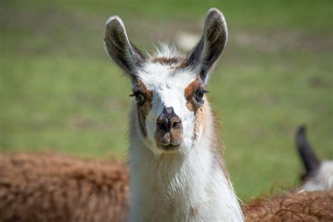 Llama Animal Livestock Free Photo On Pixabay Pixabay