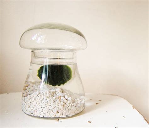 Mushroom Glass Terrarium Jar With Marimo Moss Pet Terrarium Jar