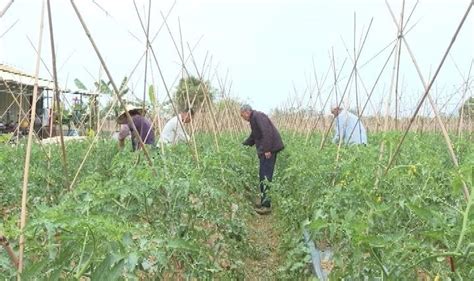 阳春市【走向我们的小康生活】陂面镇石尾村：农业生态园助推脱贫攻坚