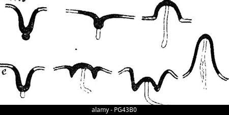 The Mammary Apparatus Of The Mammalia In The Light Of Ontogenesis