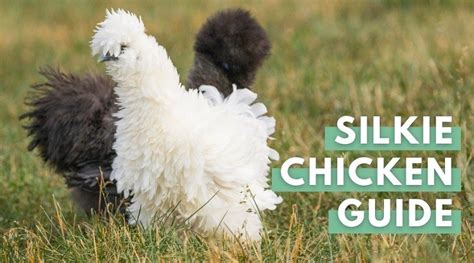 Silkie Chicken Breed Guide Eco Peanut