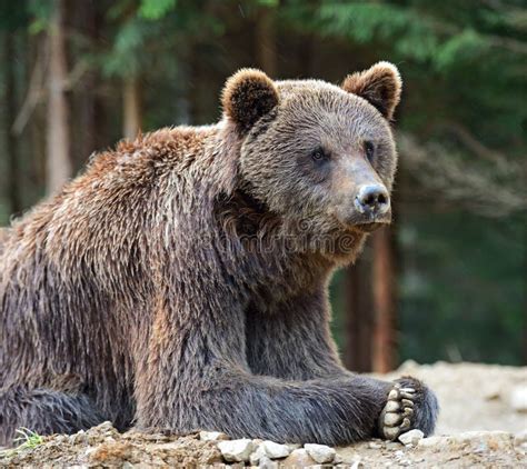 Brown Bears in the Carpathians. Stock Photo - Image of themes, mammal ...