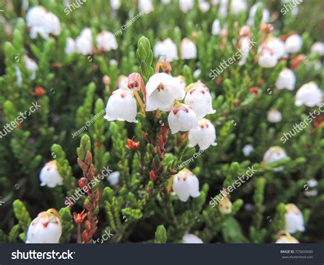 4 White Mountain Heather Cassiope Mertensiana Images Stock Photos