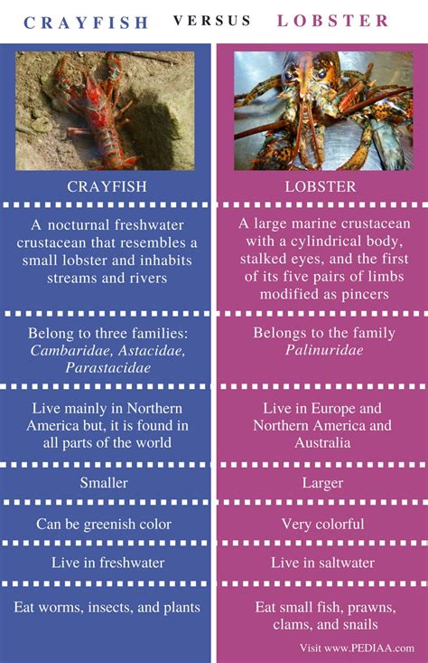 Difference Between Crayfish and Lobster - Pediaa.Com