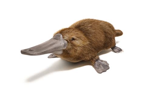 Platypus Facts Ornithorhynchus Anatinus