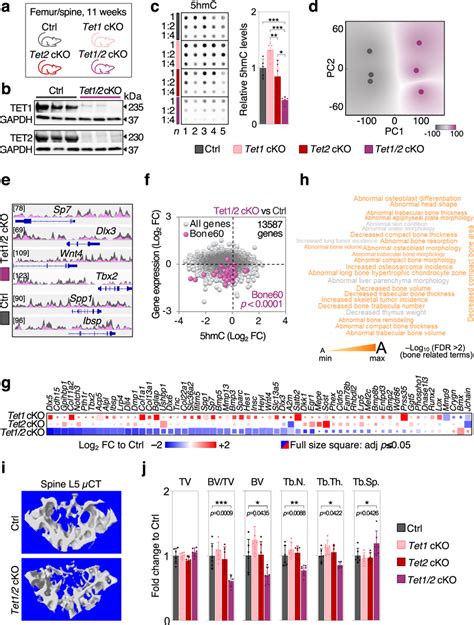 Conditional Tet1 And Tet2 Deletion Impairs DNA Hydroxymethylation At