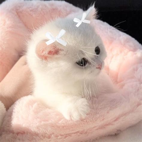 A Small White Kitten Laying On Top Of A Pink Blanket