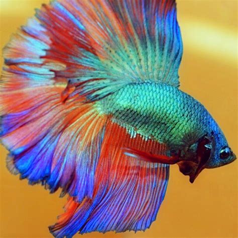 Betta Fish Wallpaper - WallpaperSafari