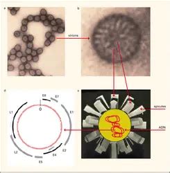 M Dias De Papillomavirus Encyclop Dia Universalis