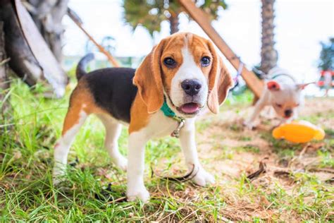 10 Best Beagle Rescues for Adoption (2024): Our Top 10 Picks!