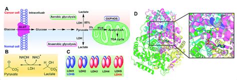 The Warburg Effect And Lactate Dehydrogenase A The Warburg Effect