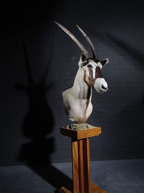 Oryx (Oryx gazella) - Samsshop.nl spiesbok gazella antilope