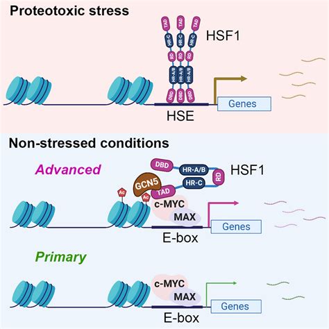 Heat Shock Factor Hsf Specifically Potentiates C Myc Mediated