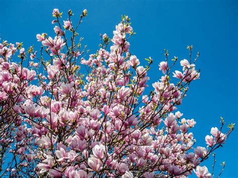 Tips Information About Magnolia Gardening Know How