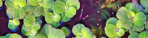 Floating Plants For Aquarium General Guide Coralrealm