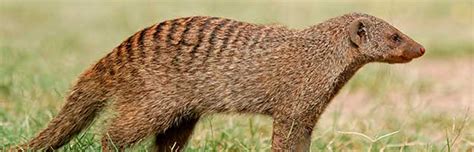 Mongoose