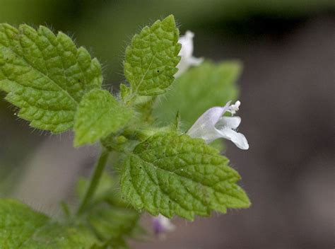 Tips for Growing Lemon Balm Indoors