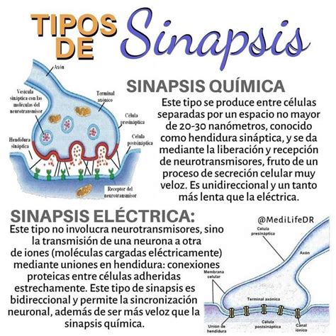 Tipos De Sinapsis Sinapsis Química Anatomia Y Fisiologia Anatomia Y