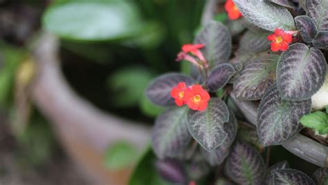 Tapete De Rainha Significado E Como Cuidar Da Planta