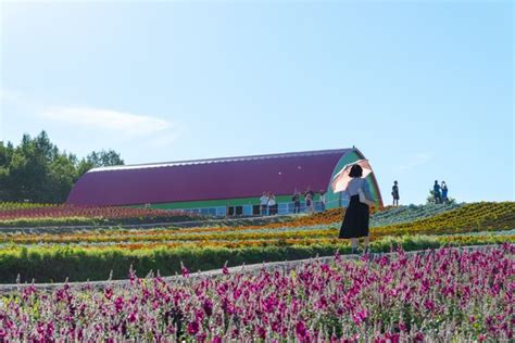 四季折々の花々。絶景広がる、北海道・美瑛「展望花畑 四季彩の丘」 Trip Editor