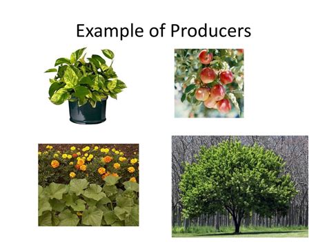 Producers Plants Examples