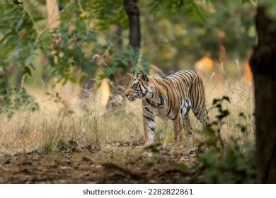 Wild Bengal Female Tiger Panthera Tigris Stock Photo 2282822861 ...