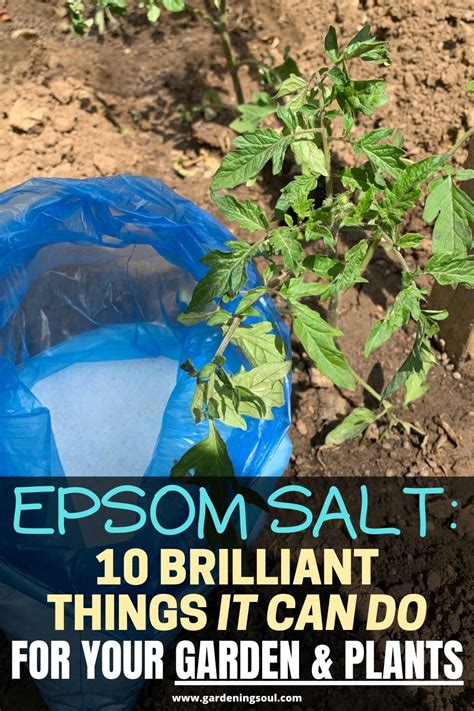 Epsom Salt Brilliant Things It Can Do For Your Garden Plants