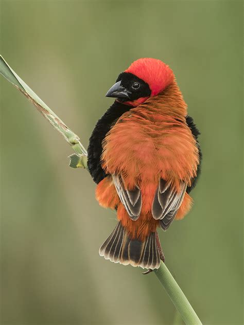 Details Southern Red Bishop Birdguides