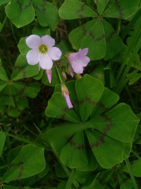 Oxalis nelsonii from 71010 San Andrés Chicahuaxtla Oax México on