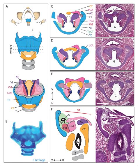 Anatomy Of The Mouse Larynx A Diagram Representing Ventral View Of