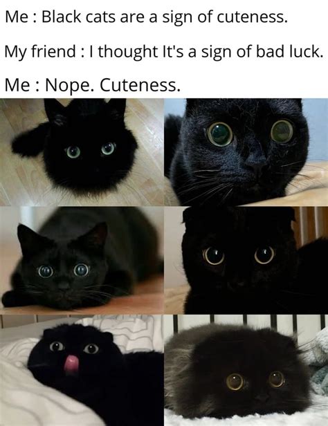 55 Funny Black Cat Memes | Cute, Silly, Goofy Memes to Share I ...